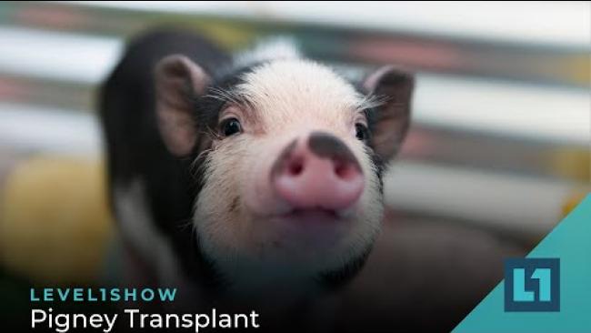 Embedded thumbnail for The Level1 Show August 25 2023: Pigney Transplant