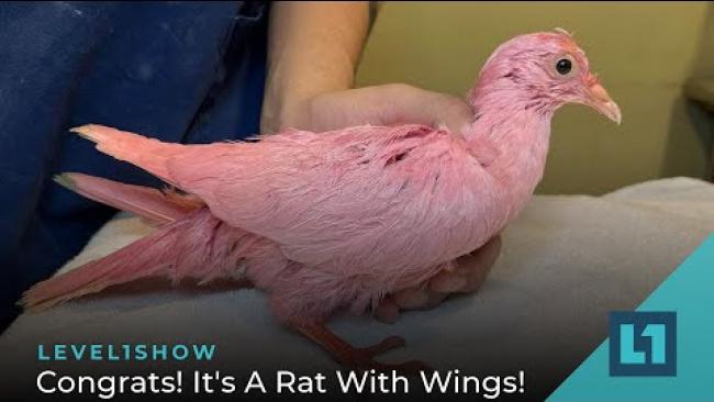 Embedded thumbnail for The Level1 Show February 10 2023: Congrats! It&amp;#039;s A Rat With Wings!