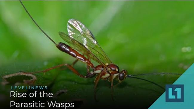 Embedded thumbnail for Level1 News February 26 2021: Rise of the Parasitic Wasps