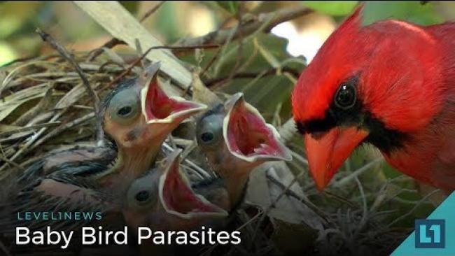Embedded thumbnail for Level1 News June 12 2018: Baby Bird Parasites